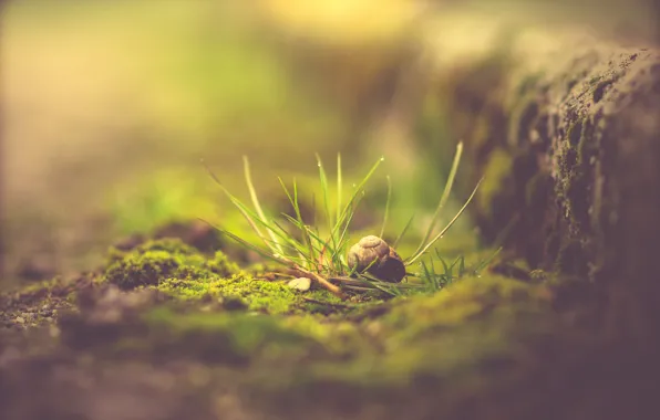 Green, lost, house, nature, abandoned, snail