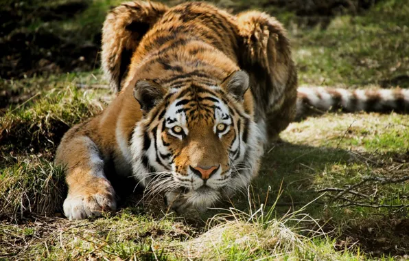 Look, predator, Tiger