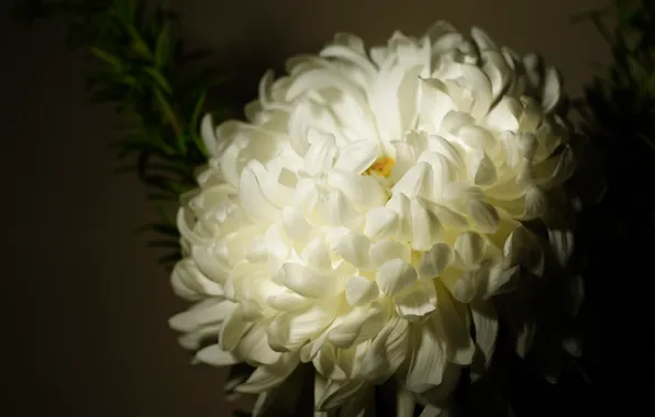 Flower, the dark background, petals, Bud, white, chrysanthemum