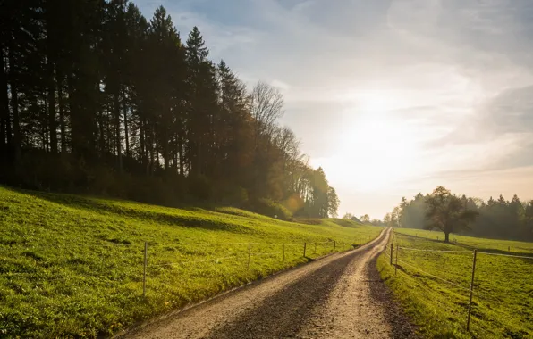 Landscape, nature, fog, morning