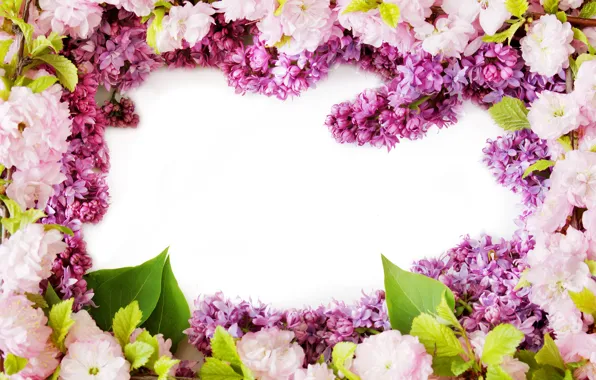 Picture flowers, spring, flowering, flowers, lilac, spring, lilac bloom