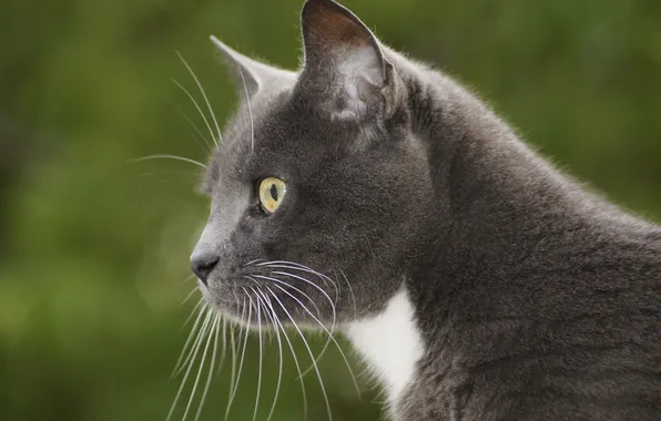 Look, background, Tomcat, Kote