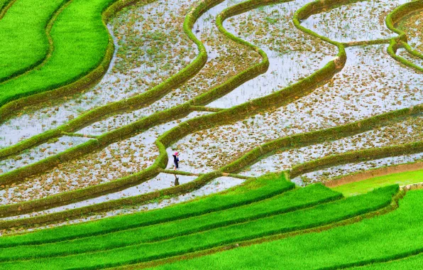 Greens, field, water, plantation