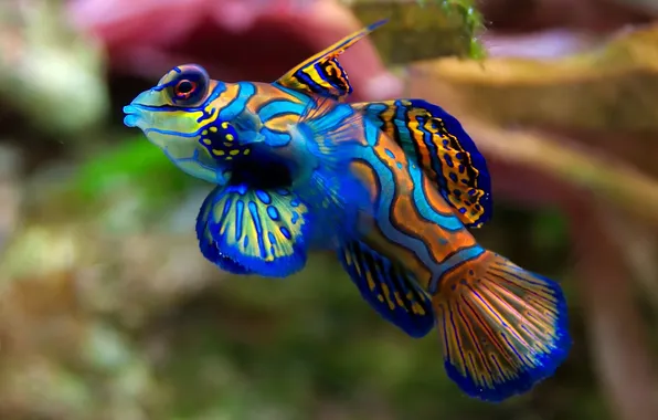 Color, aquarium, Fish