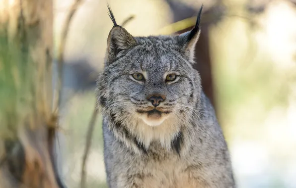 Picture cat, look, predator, lynx, ©Eric Kilby