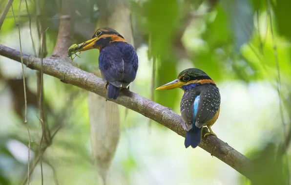 Picture birds, two, branch, Kingfisher