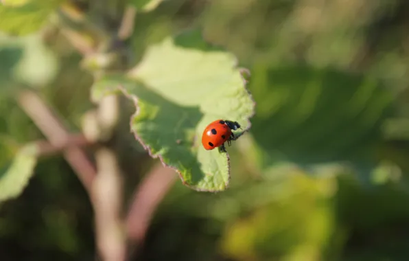 Grass, leaves, nature, ladybug, insect