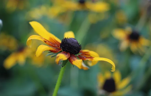 Picture macro, flowers, yellow, background