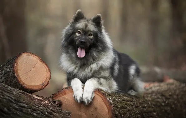 Language, look, portrait, dog, log, bokeh, The eurasier