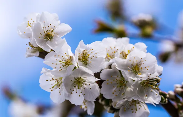 Picture spring, flowering, bokeh, bokeh, spring, Flowering