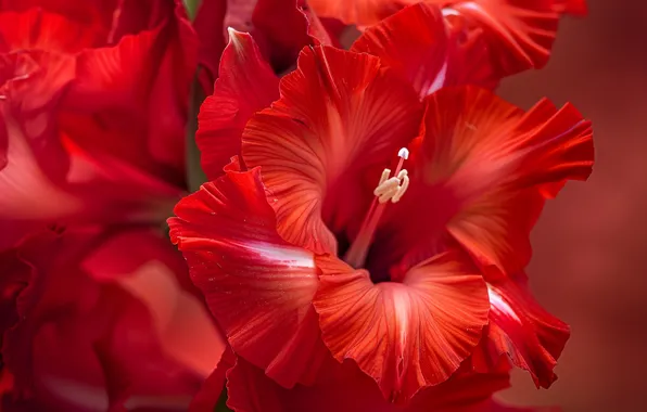 Flower, macro, flowers, red, petals, stamens, red, red background