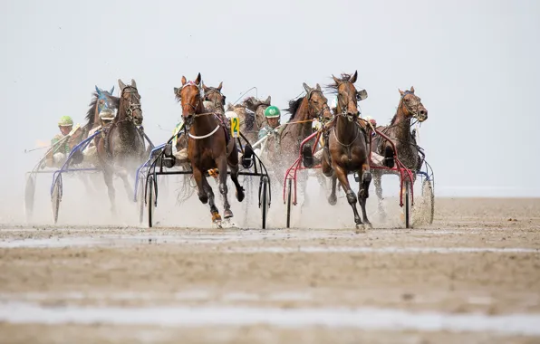 Picture race, sport, horses