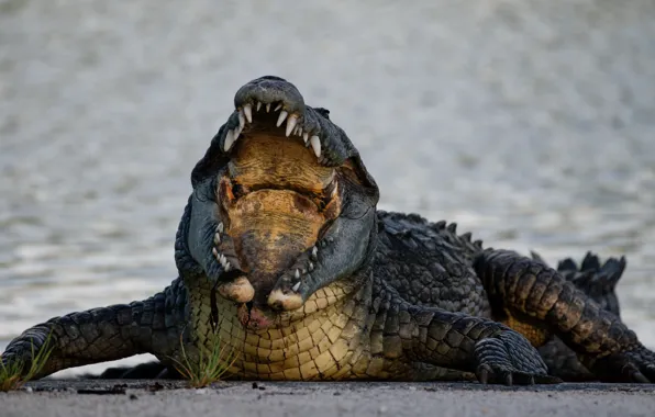 Nature, crocodile, mouth