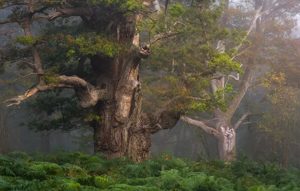 Forest, trees, branches, fog, tree, foliage, trunk, old