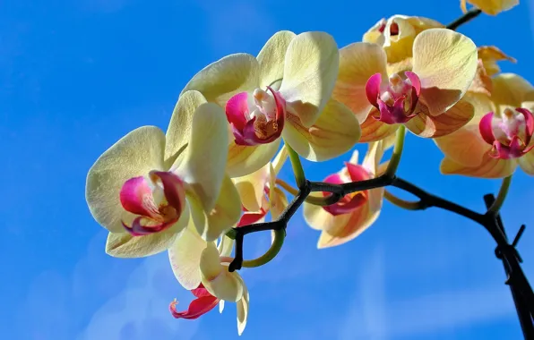 Picture the sky, beauty, Orchid