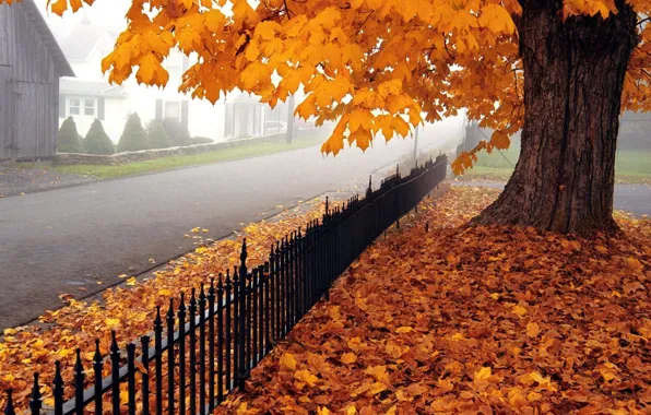 Road, autumn, leaves, tree, maple