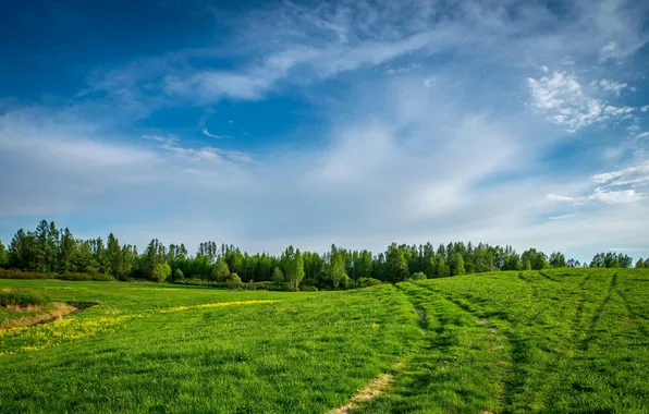 Field, forest, the sky, grass, clouds, trees, landscape, nature