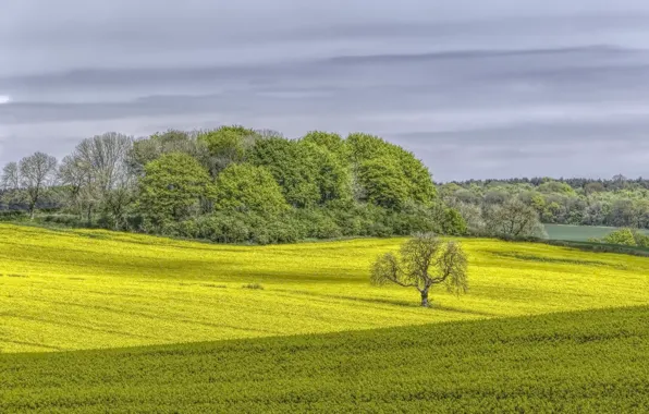 Field, summer, rape