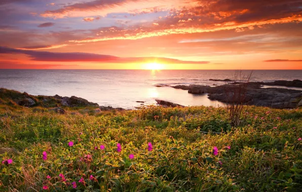 Sea, sunset, flowers, nature, oceans, sea