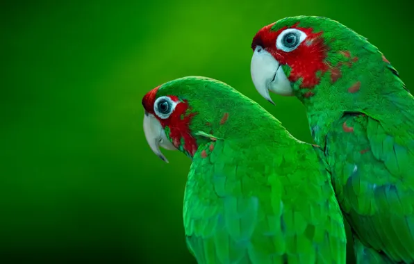 PAIR, GREEN, BIRDS, PAINTING, PARROT