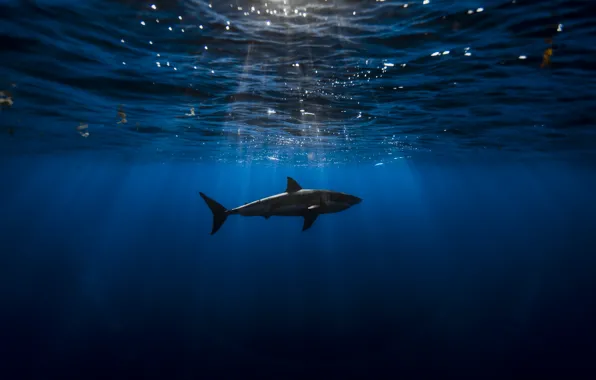 Picture Shark, Blue, Black, Water, Ocean, Waves, Depth