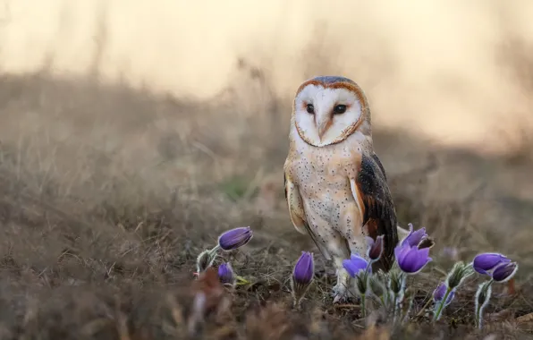 Flowers, owl, bird, glade, spring, lilac, the barn owl, anemones