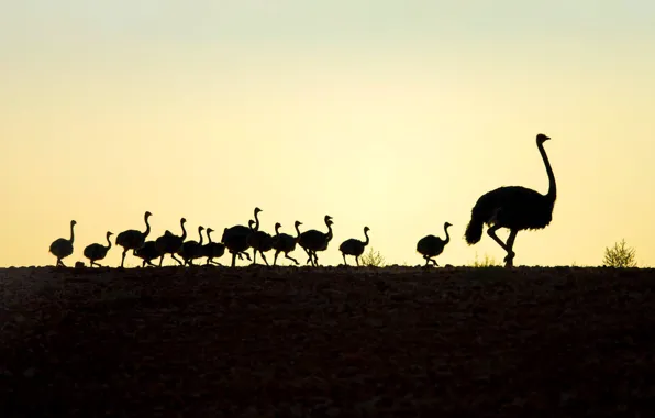 Bird, ostrich, Chicks, South Africa