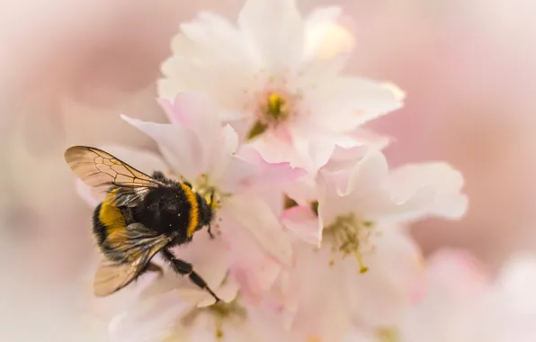 Flowers, nature, petals, garden, insect, bumblebee