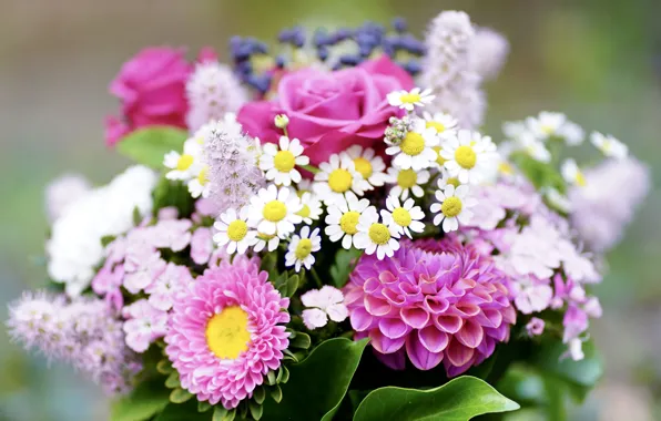 Picture flowers, roses, chamomile, bouquet, different, dahlias, asters