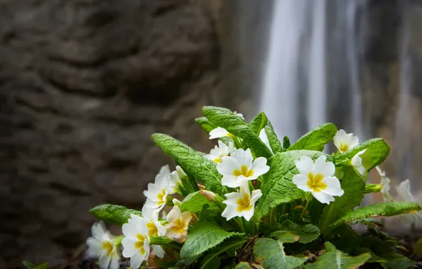 Flowers, rocks, waterfall, spring, white, Primula, primrose