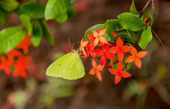 Leaves, macro, wings, Butterfly, beautiful, flowers, closeup