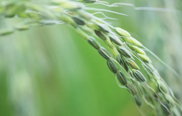 Wheat, spikelets, tains, millet