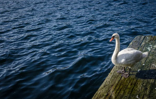 Picture water, bird, Swan