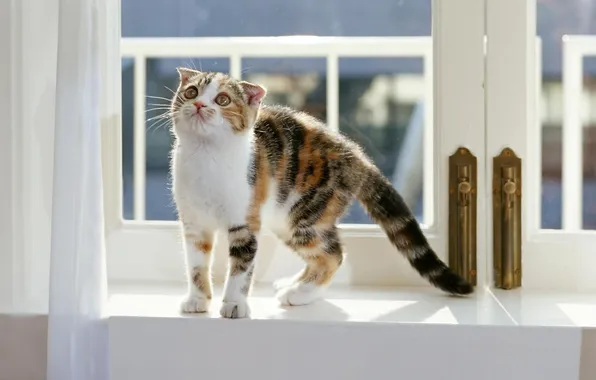 Picture cat, Wallpaper, window