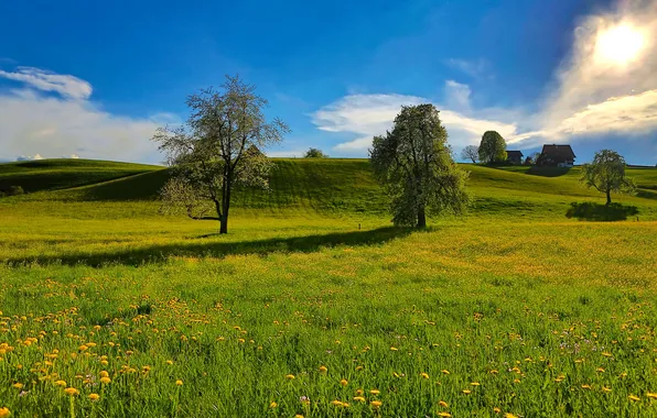 Field, grass, trees, flowers, nature, house, hills