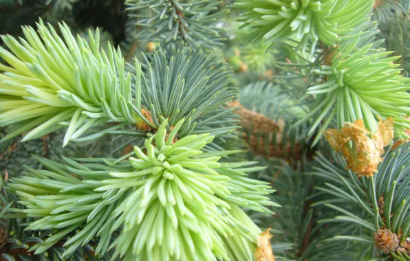 Picture needles, spruce, branch