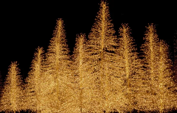 Tree, new year, Christmas, lights