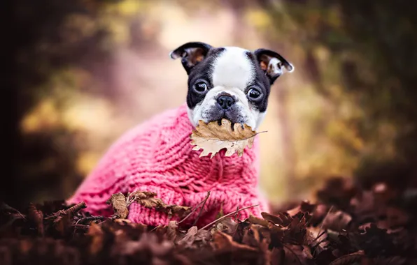 Picture autumn, leaves, mood, foliage, leaf, puppy, sweater, doggie