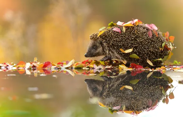 Leaves, water, reflection, background, hedgehog