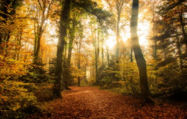 Autumn, forest, leaves, the sun, rays, light, trees, branches