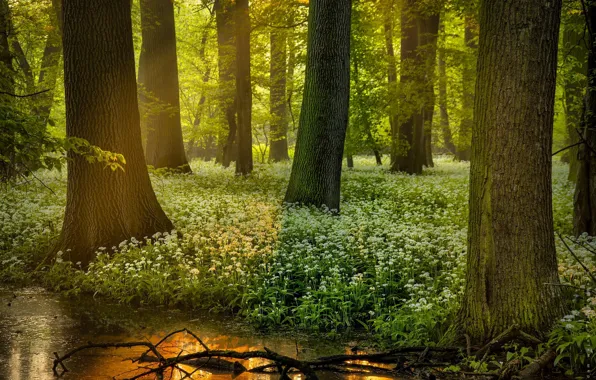 Picture greens, forest, light, trees, branches, nature, pond, thickets