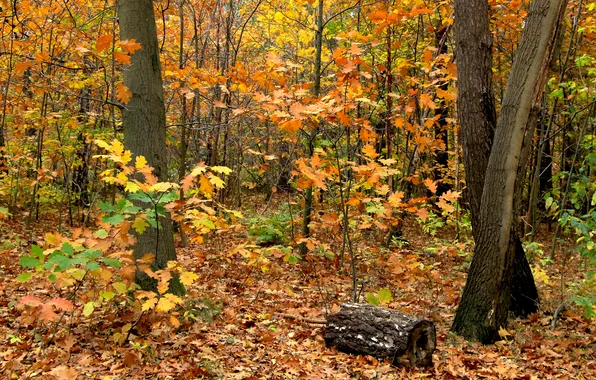 Forest, trees, park, autumn, fall