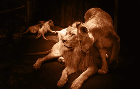 Love, pose, comfort, darkness, the dark background, Leo, family, Sepia