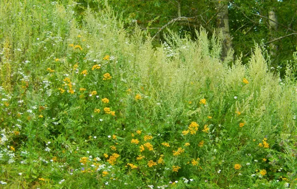 Picture summer, grass, trees, flowers, nature, widescreen, Wallpaper, wallpaper