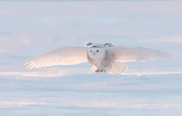 Winter, light, snow, bird, wings, the scope, snowy owl