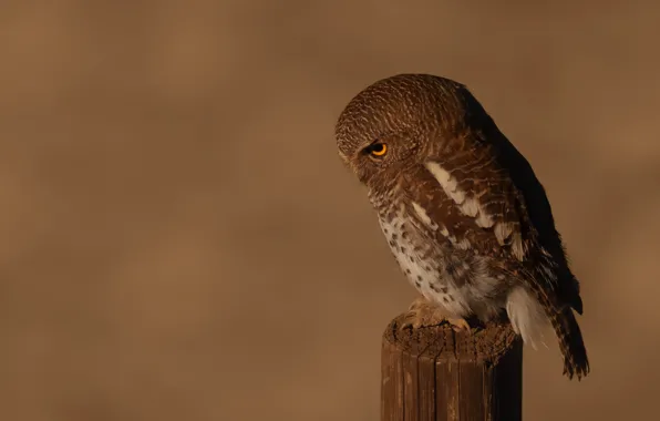 Background, owl, bird, column, owl, sychik