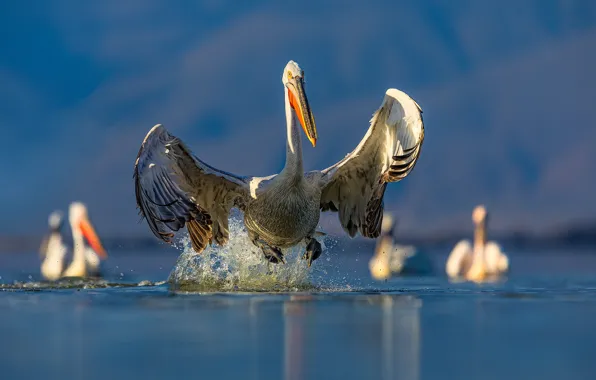 Water, light, squirt, birds, wings, the rise, pond, blue background