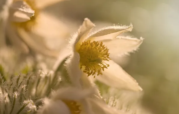 Light, sunshine, flowers, rain drops, tiny sparkles