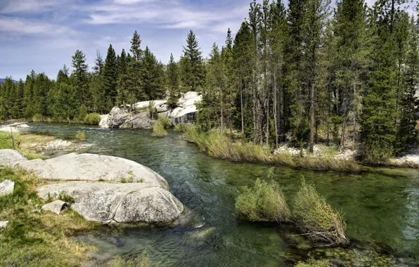 Picture forest, nature, river