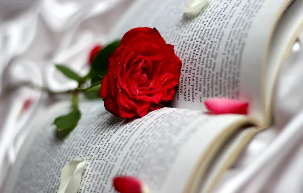 Drops, rose, petals, book, red, page